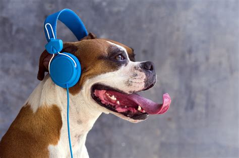 do animals enjoy music; or, can we ever truly know the inner world of creatures?